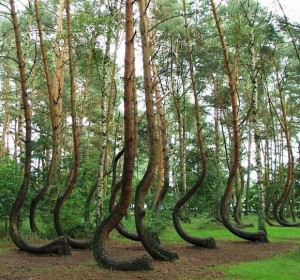 crooked-forest-poland