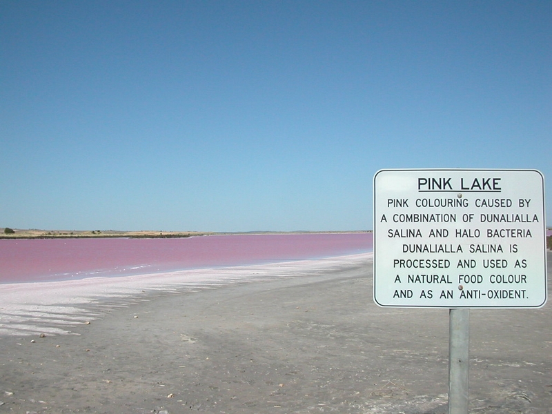 pink lake.4