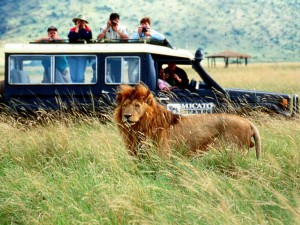 africa-safari1