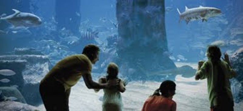 L’hôtel Atlantis aux Bahamas, des activités qui sortent de l’ordinaire!