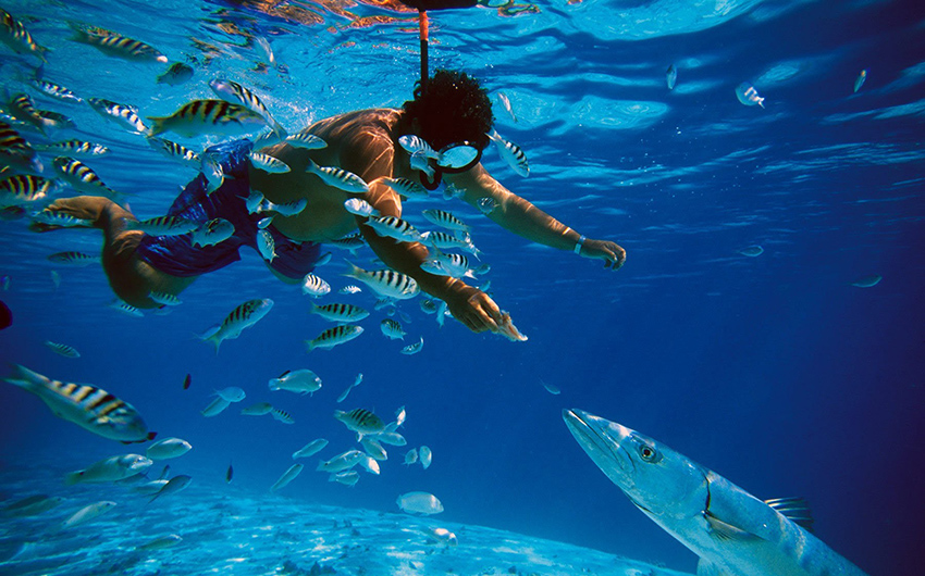 Les meilleurs spots pour faire de la plongée en apnée dans les caraïbes !