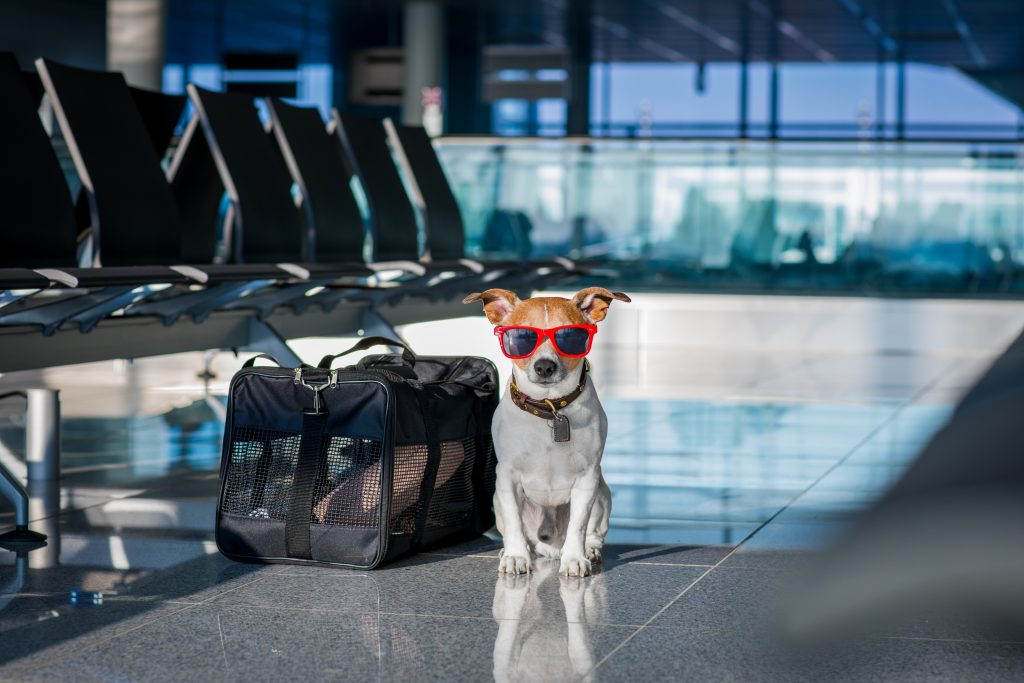 Les animaux que vous risquez de croiser à l’aéroport de Montréal