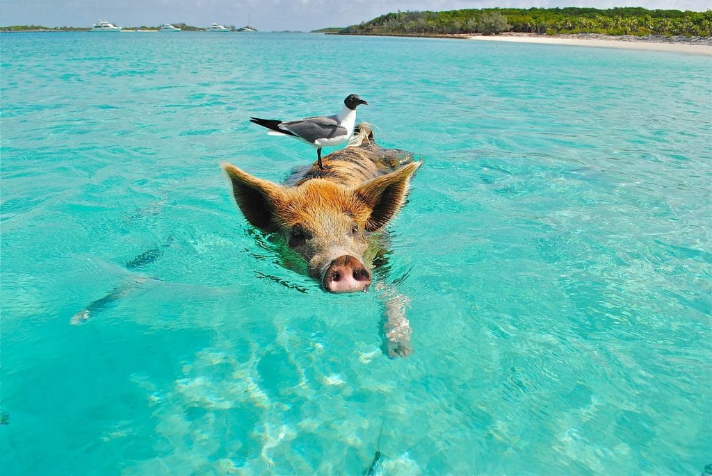 Pourquoi est-il possible de nager avec des cochons aux Bahamas?
